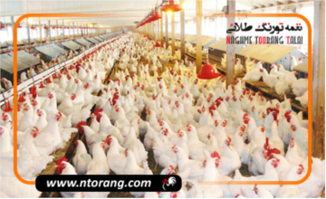 واریز نقدی وجوه مرغ زنده در سامانه رهتاب